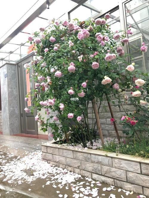 心里永远的自由精神,期待明年的春花啊_包子_月季_春天去哪玩_家居