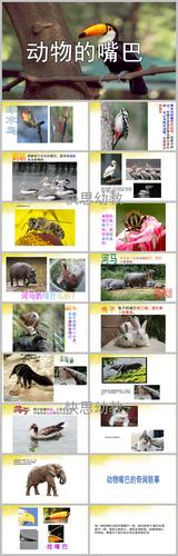 中班科学活动《动物的嘴巴》ppt课件教案