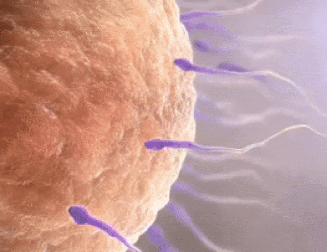 所以能决定遗传信息的只有与卵子结合的那个精子.