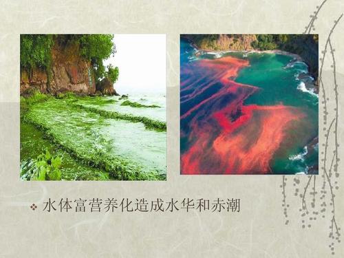 水体富营养化造成水华和赤潮