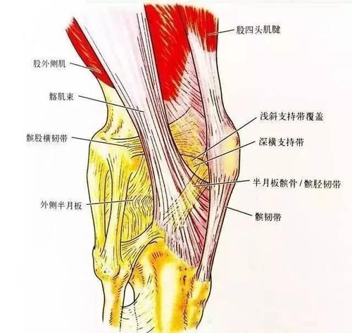 膝关节解剖-膝关节的四面观_韧带