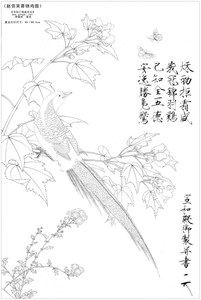 芙蓉锦鸡图简笔画