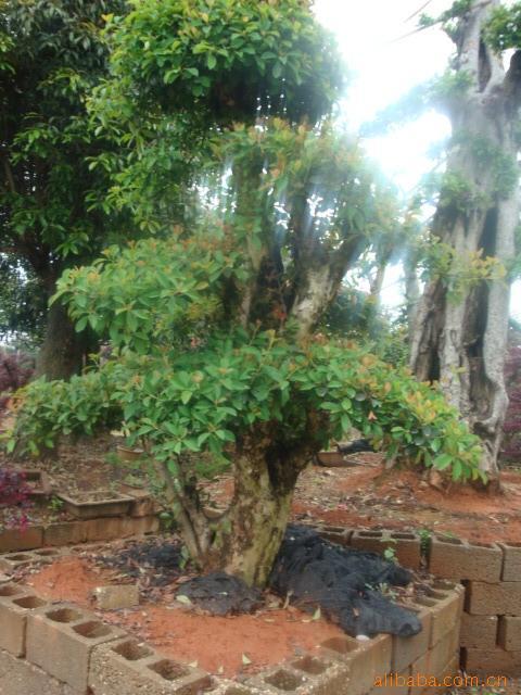 柞木表板柞木单板