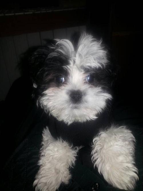 这种黑白相间的狗是什么品种