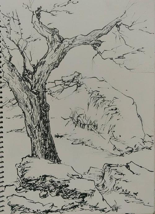 风景速写临摹图片树