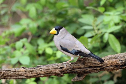 燕雀科,蜡嘴雀属.体大(20厘米)而圆墩的雀鸟.黄色的嘴硕大,雄雌同色.