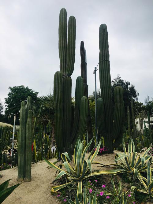 擎天柱一样的巨型多肉植物马上闯进了我的视线,那种震撼真的一下子惊