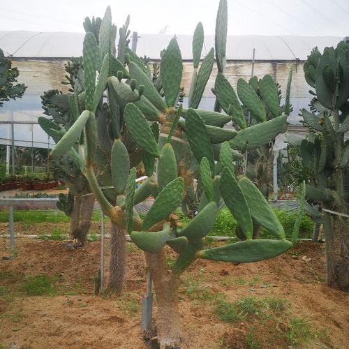 植株名称: 梨果仙人掌 植株介绍:    植株规