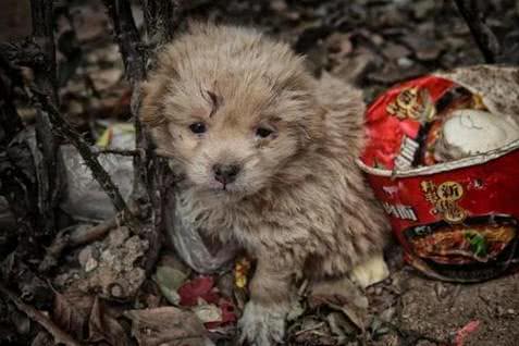 小女孩想收养流浪狗,却遭到流浪狗拒绝,隐情让人感动