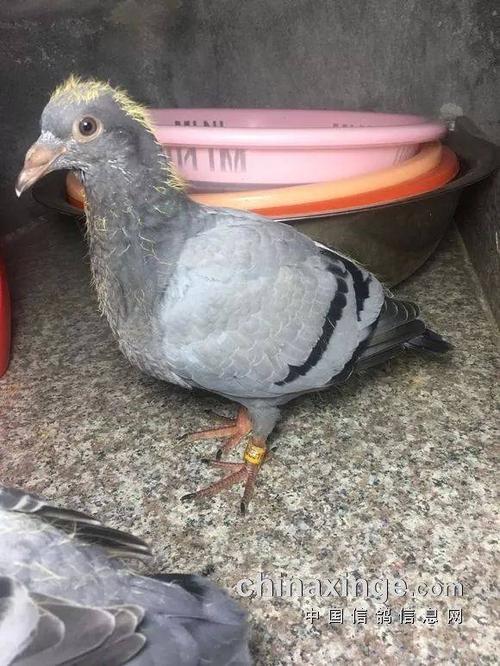 图文:幼鸽30天成长全记录