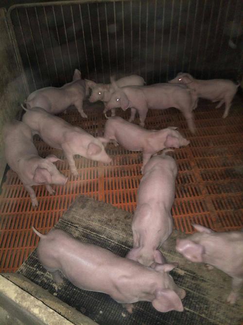 太湖猪苗 母猪,种猪,肉猪,香猪,太湖母猪,苏太母猪