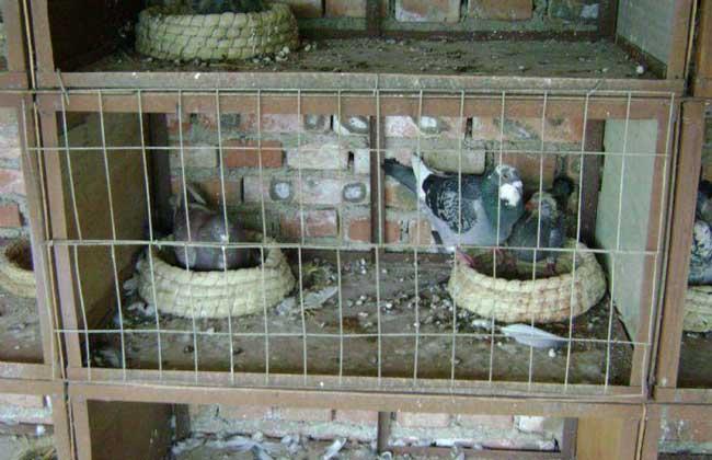 鸽子窝怎么做好