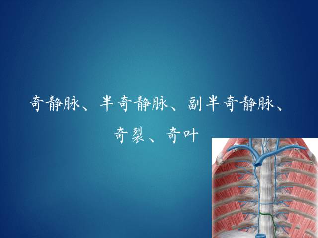 奇静脉半奇静脉副半奇静脉奇裂奇叶都是啥