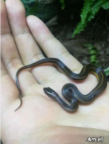 彩虹水蛇enhydrisenhydris蛇友喜欢的彩虹水蛇长什么样