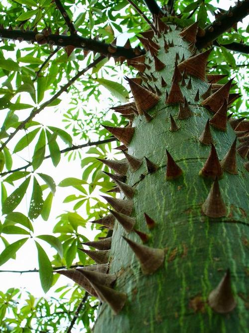 沙盒树到底有多恐怖?果实爆炸相当于中型炸弹,毒液可致人类失明