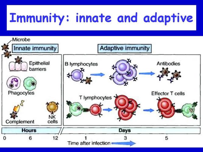 14_cellular_immunityppt