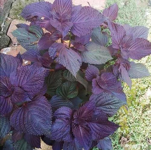 紫苏的这5个常用价值因人而异,你知道吗?