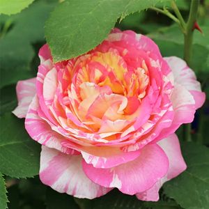 马克夏加尔 法国戴尔巴德月季(玫瑰) 6l盆栽苗 灌木抗病勤花耐寒