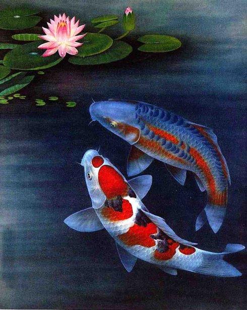 [转载]五明佛学院 希阿荣博大堪布关于放生的问题汇集