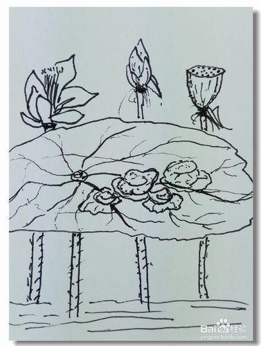 怎样画钢笔画露珠荷叶