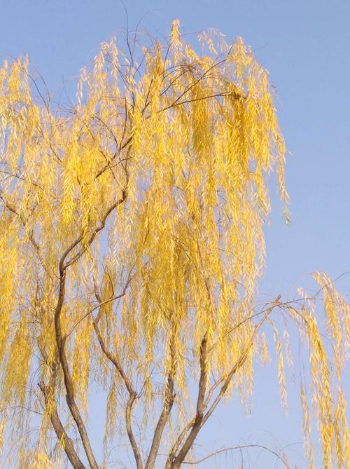 柳树叶子黄了也很美哦!
