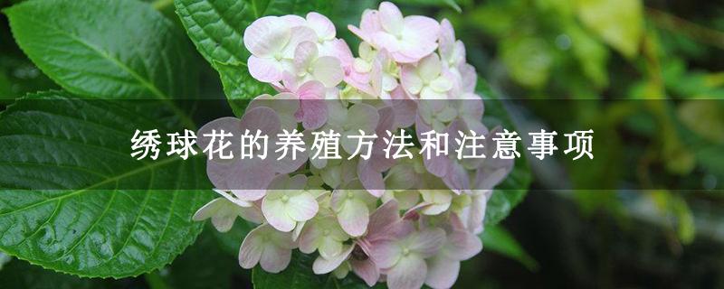 绣球花的养殖方法和注意事项