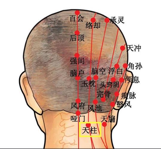 穴位知识 | 十二经脉·足太阳膀胱经之天柱穴