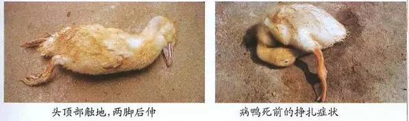 宠物 正文 患病鸭临床症状主要表现:精神萎顿,站立不稳,行走时双脚向