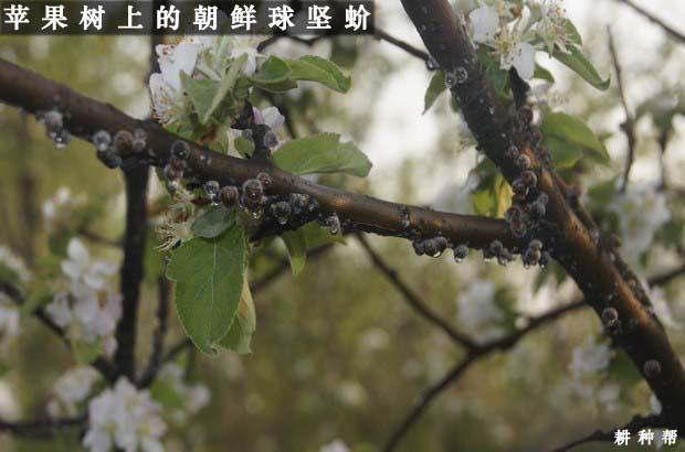 苹果树介壳虫怎么防治?