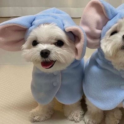 高清超可爱的狗狗情头图片,情侣头像图片