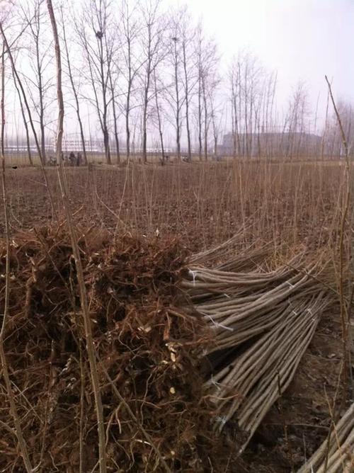 临沂杨树苗基地107杨树苗批发