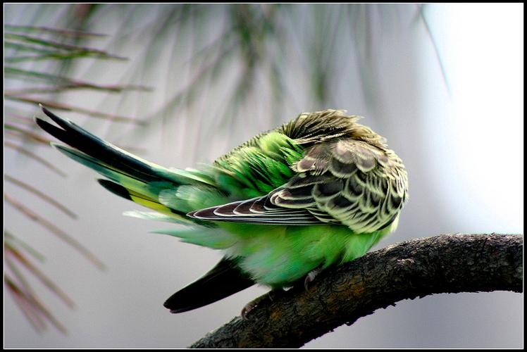 虎皮鹦鹉睡觉是什么样子的?