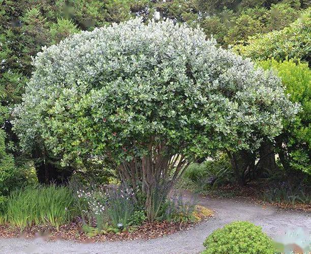 菲油果的逆天果设