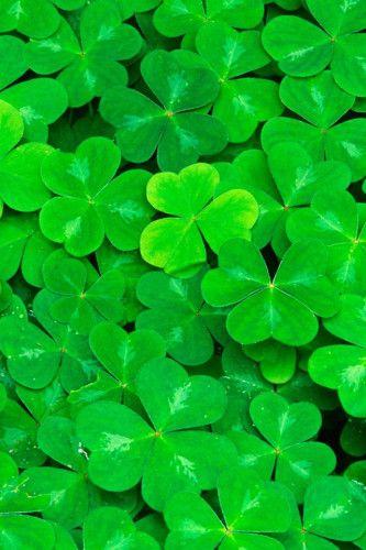 清新三叶草手机壁纸 640x960