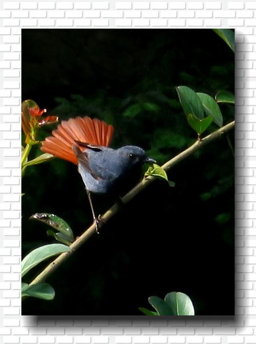 屋檐下的石燕鸟