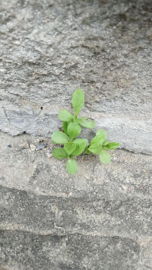 瞧,那株石头缝里的小草,多么令人敬畏!多么令人喜爱!