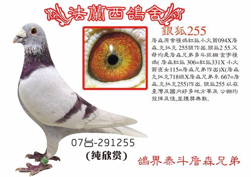 (银狐)詹森兄弟_法兰西鸽舍_ ag188.com爱鸽商城_中国信鸽信息网