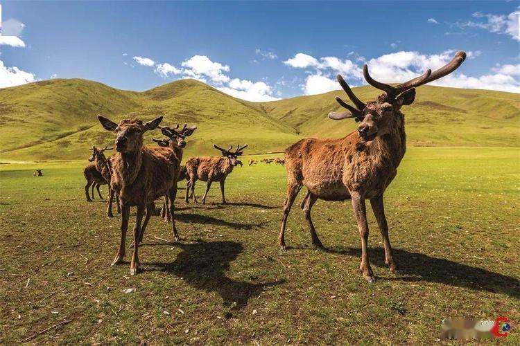 碰到放牧村民带回来三只野生马鹿幼崽,村民说这几只幼崽的母亲已经死