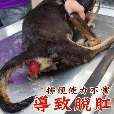 功能紊乱 出现胃肠感染,食欲不振 而狗狗若是经常用力排便 会导致脱肛