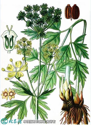 当归的图片当归的植株图片大全