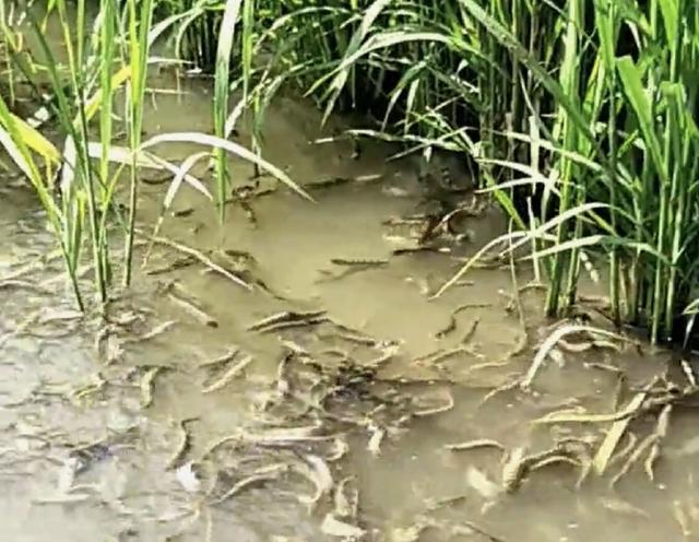 农民种植水稻不施肥,反而在稻田里"养泥鳅",这件事你怎么看?