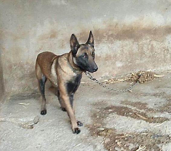 急出1岁马犬 已配20多天