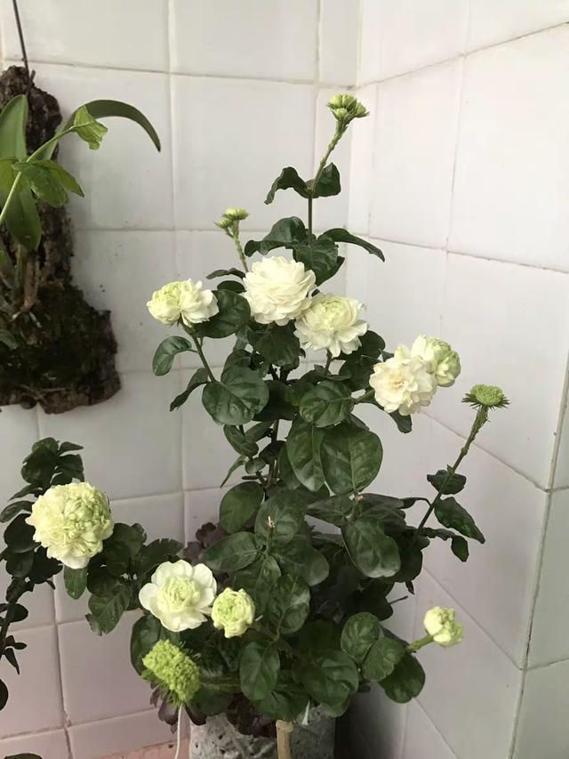 虎头茉莉