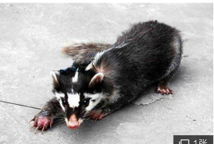 这是猪獾还是白面狸