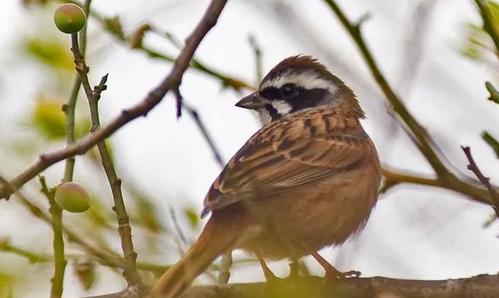 三道眉草鸟的特点