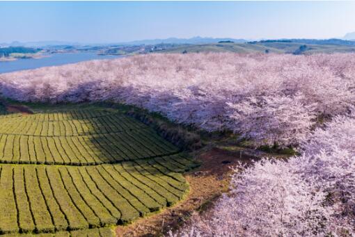 贵州平坝樱花2021年开放时间是什么时候门票多少钱