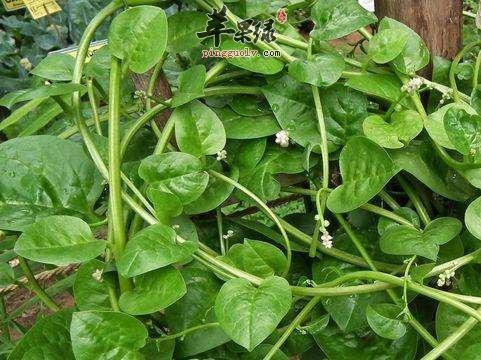 藤三七功效很强 推荐这些保健吃法