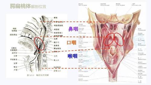 扁桃体详细解剖