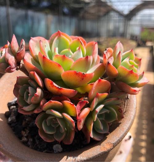 微信号mogusucculents海啸多肉多肉海啸原始海啸多肉图片多肉海啸老桩