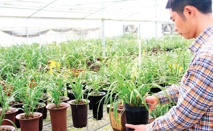 220种兰花开出300万元"花经济"